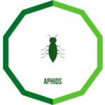 aphids