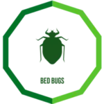 bed bugs