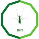 gnats