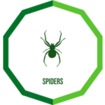 spiders