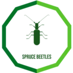 spruce beetles