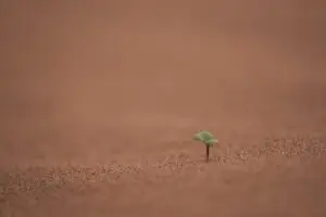 Photo by Wolfgang Hasselmann on Unsplash