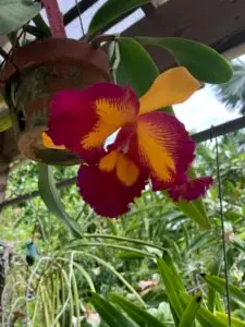 2022-02-11 Key West Garden Club Orchid2