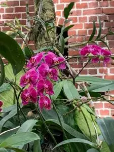 2022-02-11 Key West Garden Club Orchid3