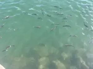 Fish in the marina