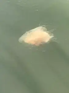 Jellyfish in the marina