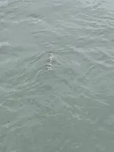 Lobster swimming in the marina