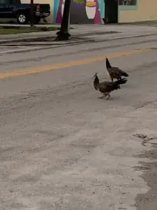 Why did the peacocks cross the road?