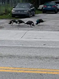 Peacock hens, strolling near the park