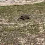 Terrifying tortoise stealthily stalking me...