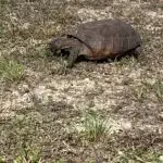 He feinted, then came straight at me.