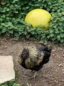 2023-10-15 Falling Waters Gardens Shun shun the chicken1