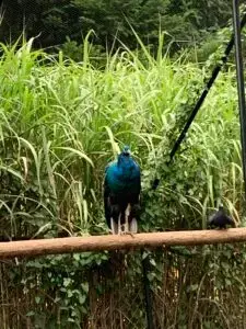 2023-10-15 Falling Waters Gardens peacock