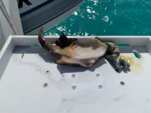 Conch out of the shell