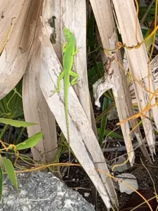 2023-02-16 green gecko
