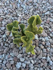 Cactus Love! ❤️ ?