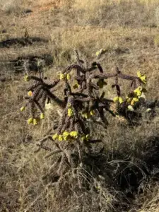 Cactus Love! ❤️ ?