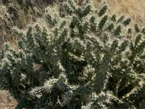 Cactus Love! ❤️ ?