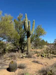 Cactus Love, Episcopal Church of the Apostles