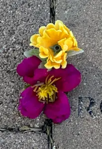 2024-11-12 St Philips in the Hills Episc Tucson labyrinth brick with flowers