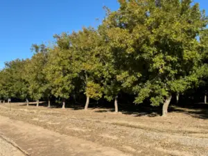 Something about these trees...