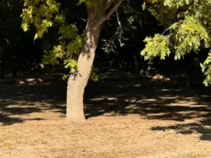 What's in the woods?