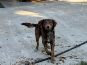 E., the dog I wanted to steal