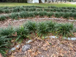 Hope Lutheran labyrinth close-up (Summerfield, FL)