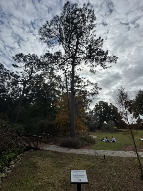 2024-12-15 Shalom Park - Labyinth Path - The Wayward Pine