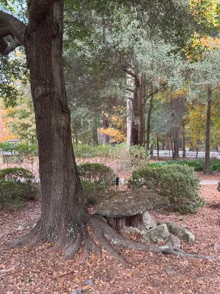 2024-12-15 Shalom Park - Labyinth Path natural bench