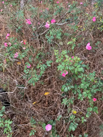 2024-12-15 Shalom Park - Labyrinth Path - roses