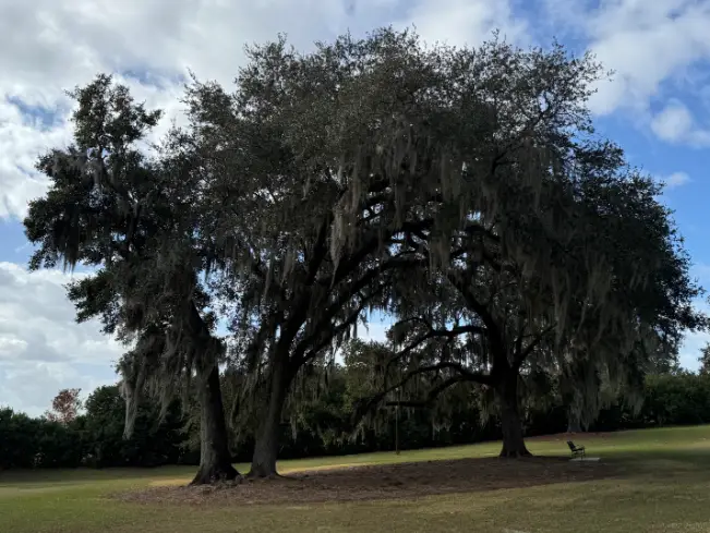 2024-12-15 Shalom Park - Labyrinth Path - tree canopy