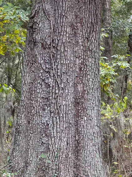 2024-12-15 Shalom Park Labyrinth Path - Healed Heart Tree (Ocala, FL)