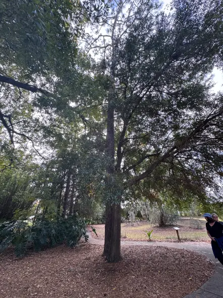 2024-12-15 Shalom Park Labyrinth Path - The Tree of Confusion & plaque (Ocala, FL)