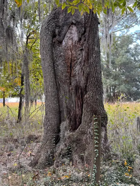 2024-12-15 Shalom Park Labyrinth Path - Wounded Heart Tree (Ocala, FL)