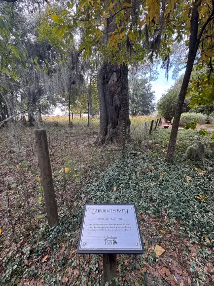 2024-12-15 Shalom Park Labyrinth Path - Wounded Heart Tree & plaque (Ocala, FL)