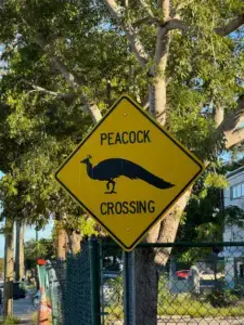 Peacock Crossing sign