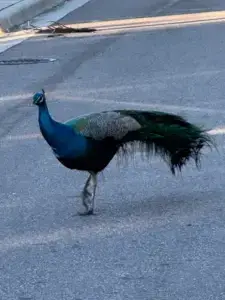 Peacock crossing (actual)