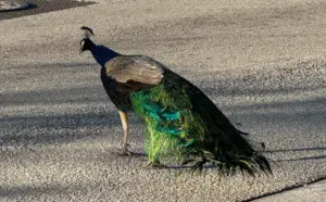 Peacock with folded tail