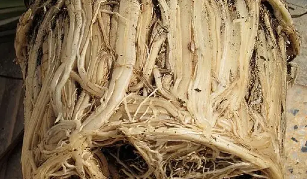 Keith Williamson, CC BY 2.0, via Wikimedia Commons