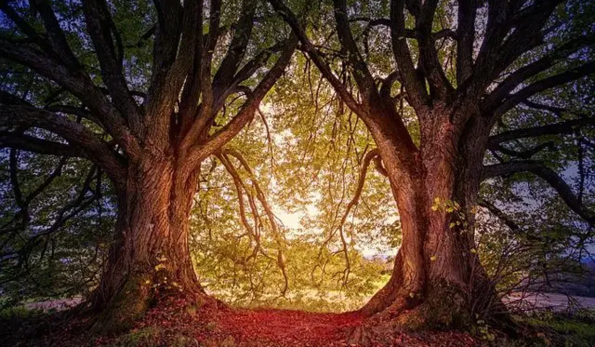 Image by jplenio from Pixabay