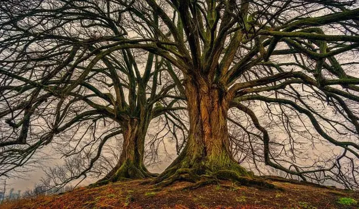 Image by jplenio from Pixabay