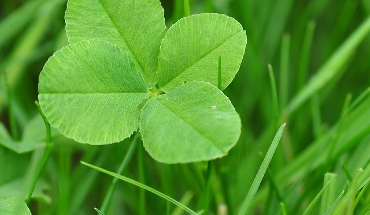 Image by ClaudiaWollesen from Pixabay